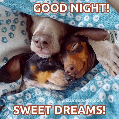 Funny image good night three dogs free download