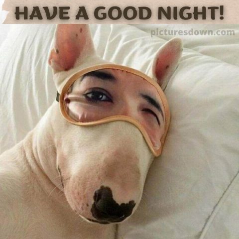 Funny image good night dog free download