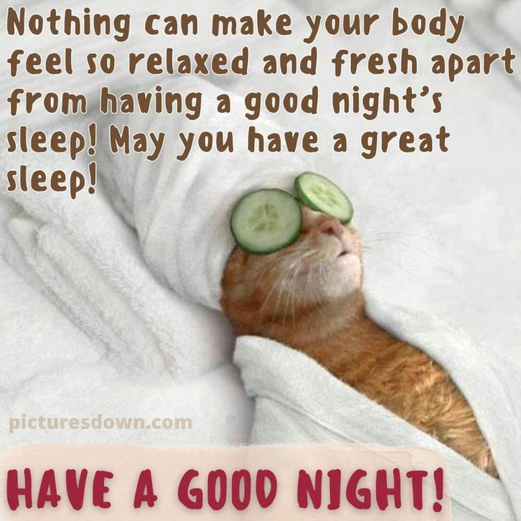 Funny image good night cat in bed free download