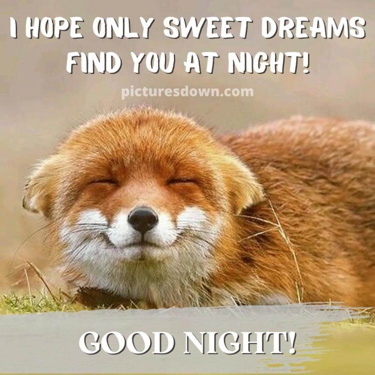 Beautiful good night image fox free download