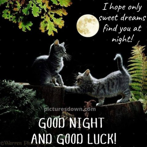 Beautiful good night image cats and the moon free download