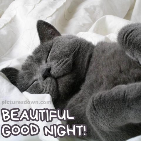 Good night picture cat free download