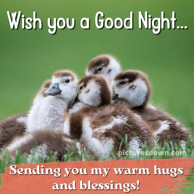 Good night picture ducks free download