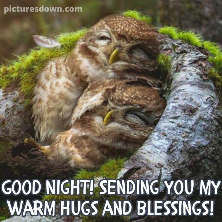 Good night picture owls free download