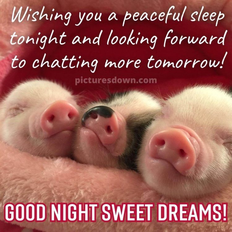 Good night picture piglets free download