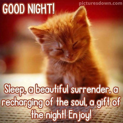Good night picture little cat free download