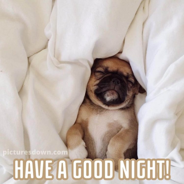 Good night picture dog in bed free download