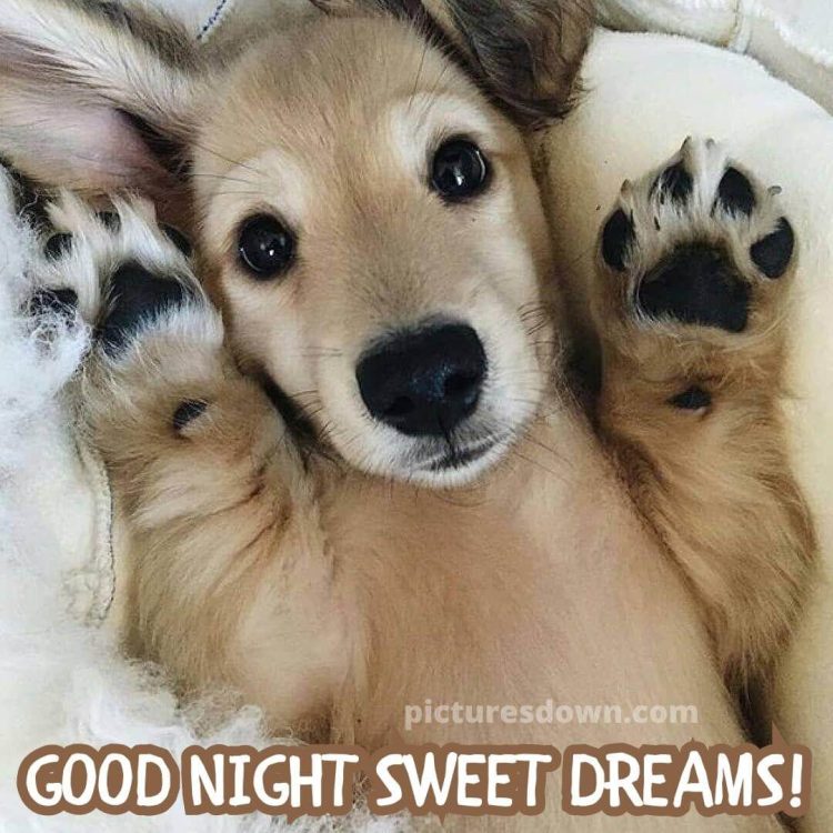 Good night picture little dog free download