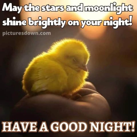 Beautiful good night image chick free download