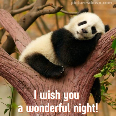 Have a good night image panda free download