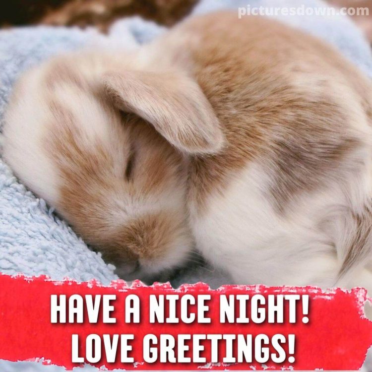 Have a good night image rabbit free download