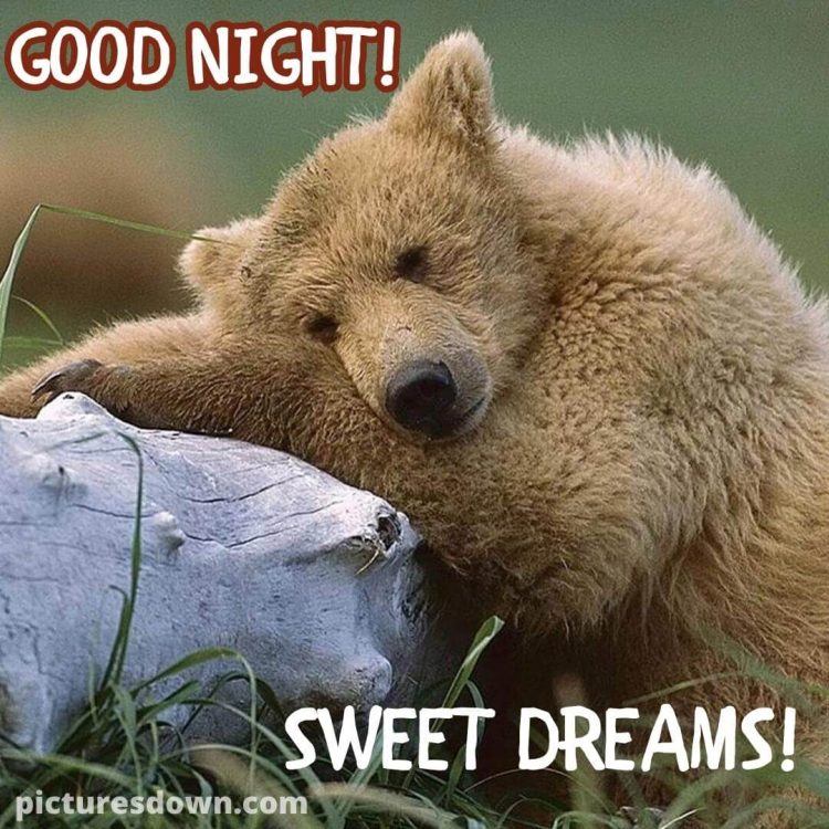 Have a good night image bear free download