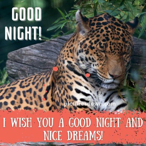 Have a good night image leopard free download