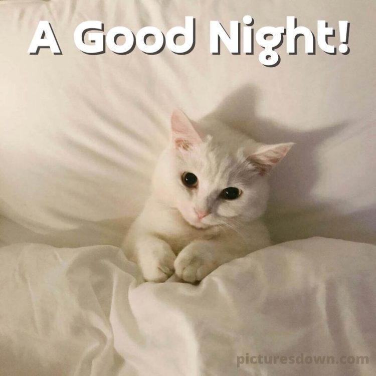 Have a good night image cat in bed free download