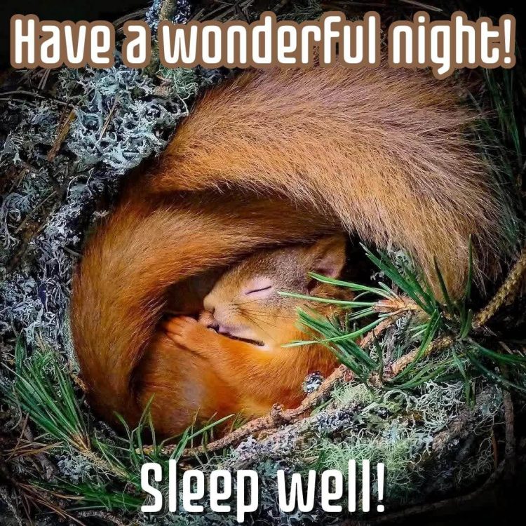 Beautiful good night image squirrel free download