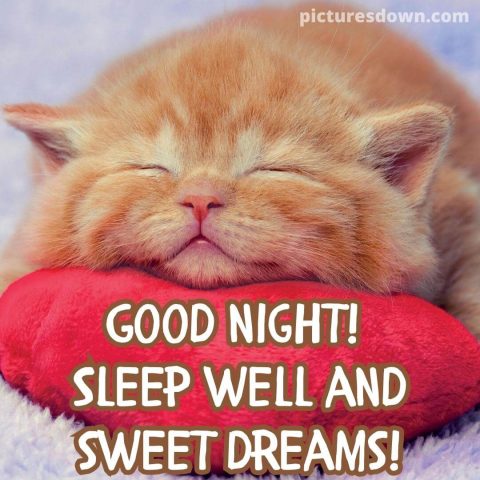 Beautiful good night image cat free download