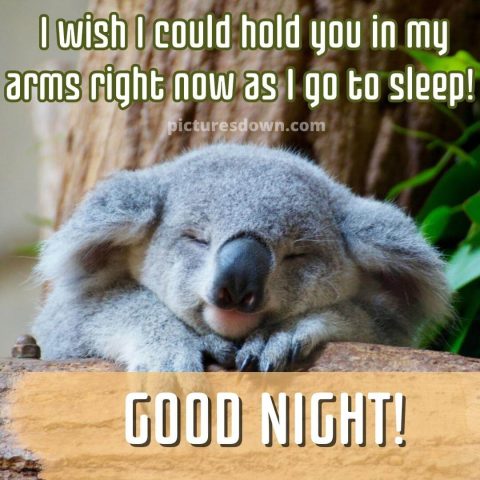 Beautiful good night image koala free download