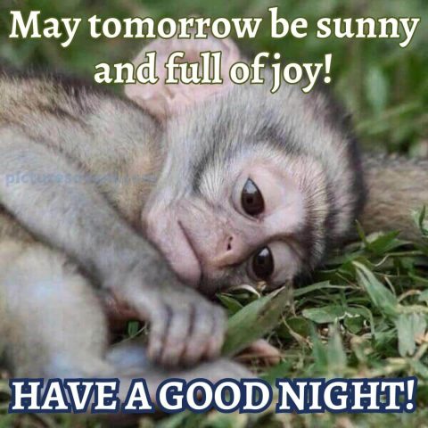 Beautiful good night image monkey free download