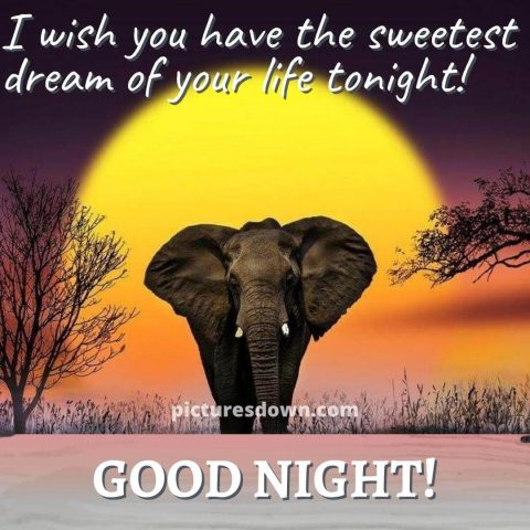 Beautiful good night image elephant free download
