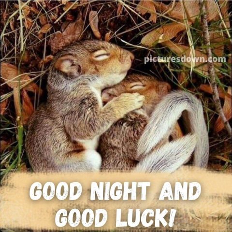Beautiful good night image two squirrels free download
