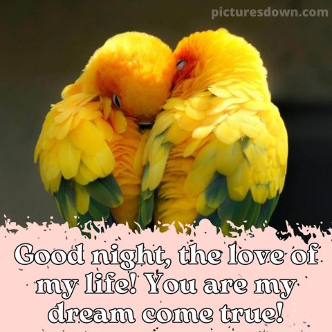 Good night image with love two parrots free download