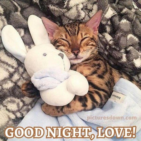 Good night image with love cat and toy free download