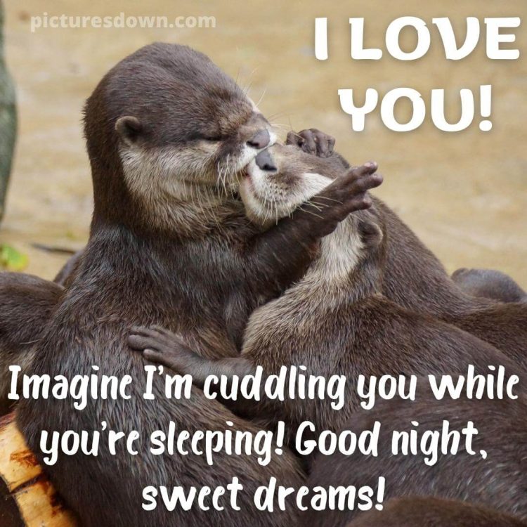 Good night image with love otters free download