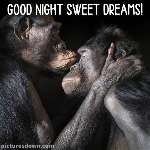 Good night image with love monkey free download