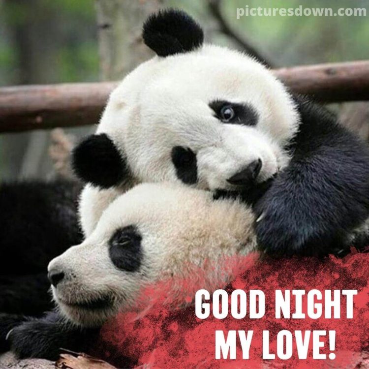Good night image with love cute pandas free download