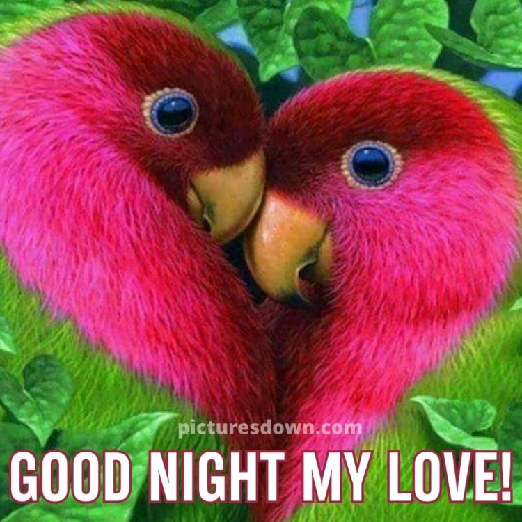 Good night image with love beautiful parrots free download