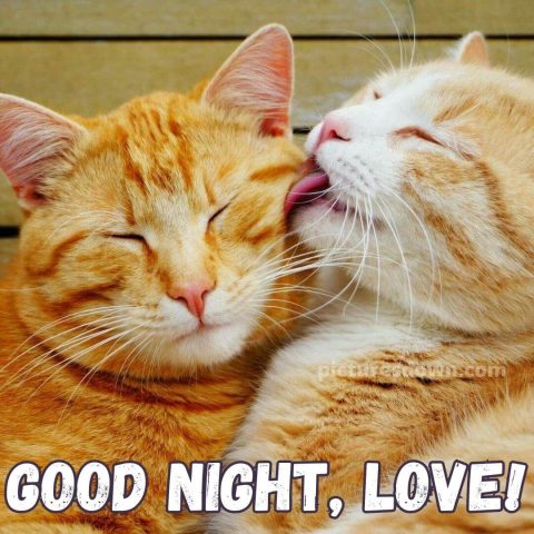 Good night image with love cute cats free download