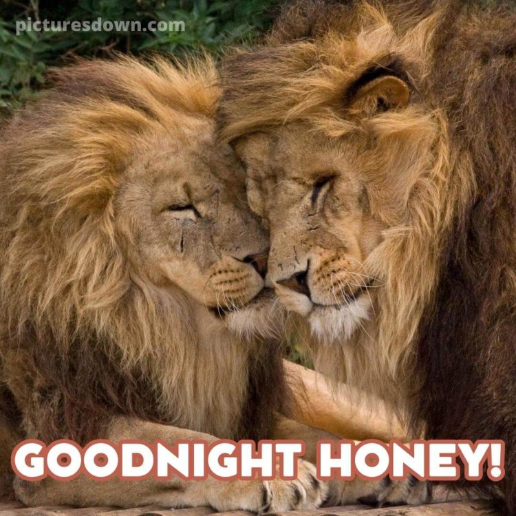 Good night image with love two lions free download