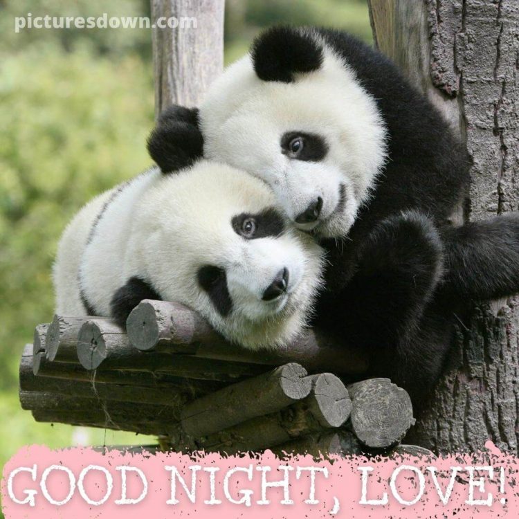 Good night image with love pandas free download