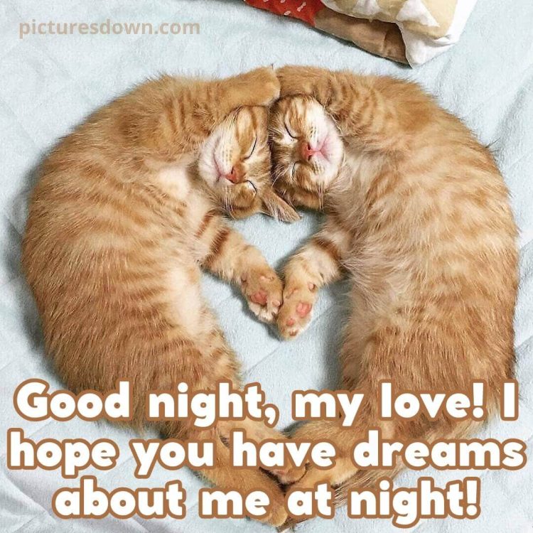 Good night image with love small cats free download