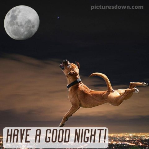Good night moon picture dog free download