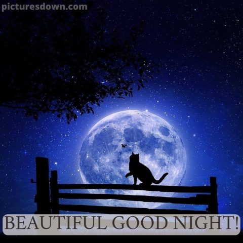 Good night moon picture cat free download