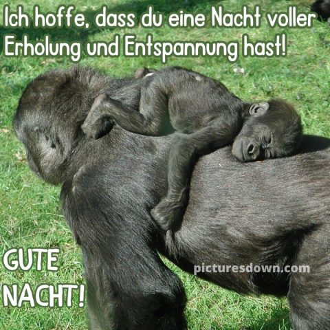 Gute nacht bild lustig Gorillas kostenlos