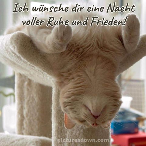 Gute nacht bild lustig Kater kostenlos