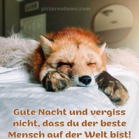Lustige gute nacht bild Fuchs kostenlos