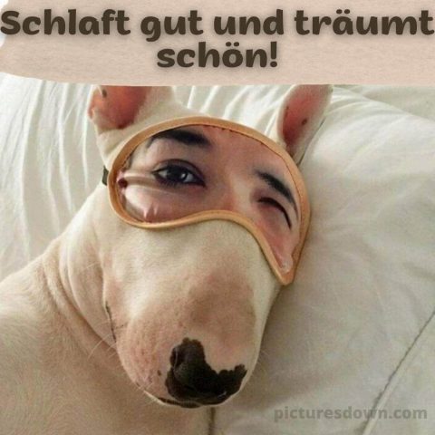Lustige gute nacht bild maskierter Hund kostenlos