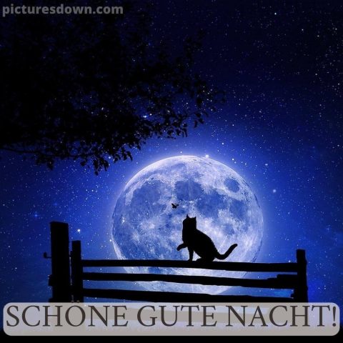 Gute nacht bild mond Der Kater kostenlos
