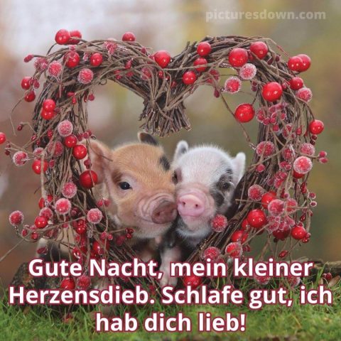 Liebe gute nacht grüße bild Ferkel kostenlos