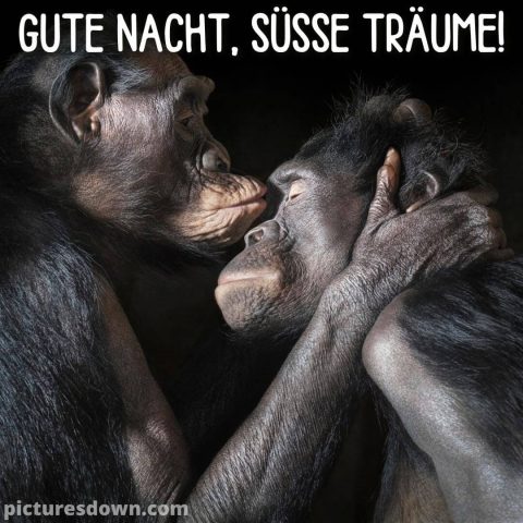 Liebe gute nacht grüße bild Affe kostenlos