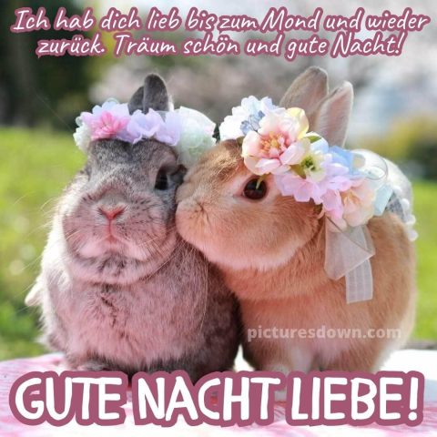 Gute nacht liebe bild zwei Hasen kostenlos