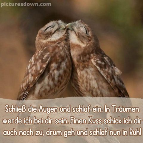 Ganz liebe gute nacht grüße bild Eulen kostenlos