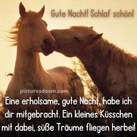 Gute nacht liebe bild Pferde kostenlos