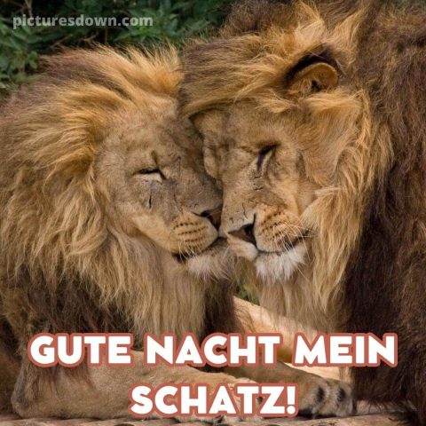 Gute nacht liebe bild zwei Löwen kostenlos