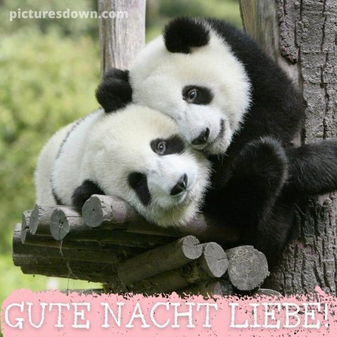 Gute nacht liebe bild Pandas kostenlos