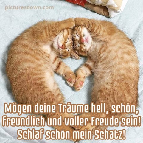 Gute nacht liebe bild kleine Katzen kostenlos