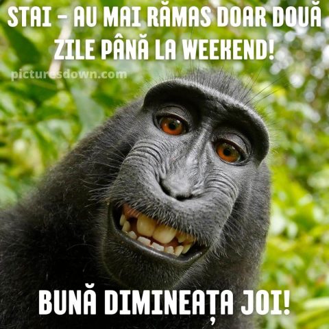 Imagine haioase joi maimuţă descarcă gratis